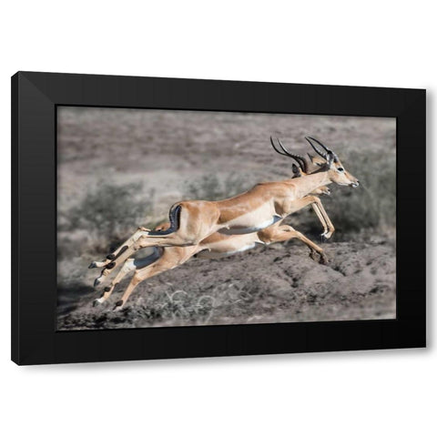 Impala Black Modern Wood Framed Art Print by Bennion, Scott