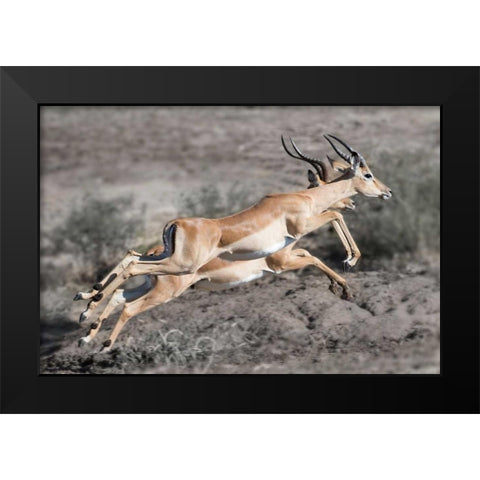 Impala Black Modern Wood Framed Art Print by Bennion, Scott