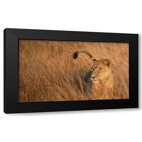 Lion in Tall Grass Black Modern Wood Framed Art Print by Bennion, Scott