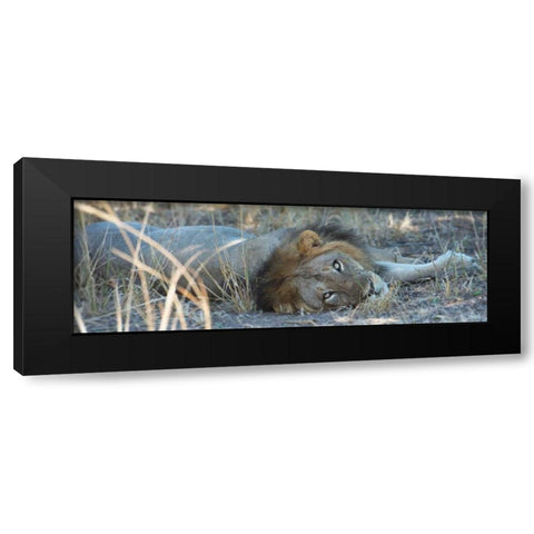 Napping With Open Eyes Black Modern Wood Framed Art Print by Bennion, Scott