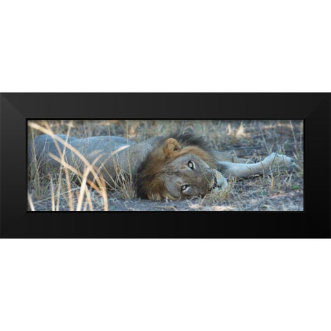 Napping With Open Eyes Black Modern Wood Framed Art Print by Bennion, Scott