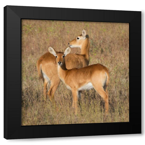 Puku - Zambia Black Modern Wood Framed Art Print by Bennion, Scott