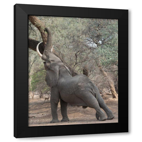Reaching Elephant - Mana Pools Zimbabwe Black Modern Wood Framed Art Print by Bennion, Scott