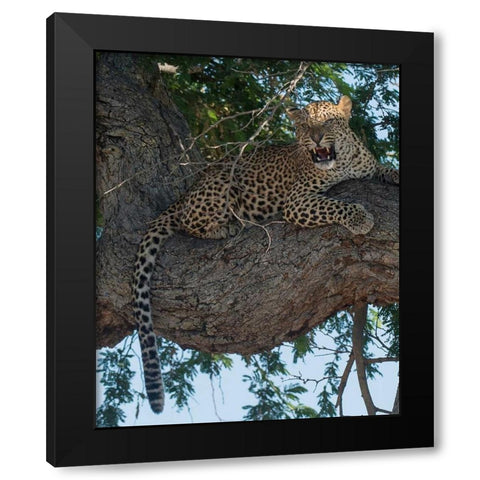 Leopard Territory Black Modern Wood Framed Art Print by Bennion, Scott