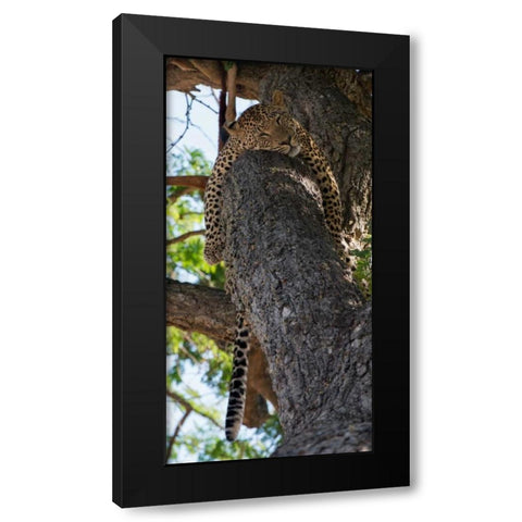 Sleeping Black Modern Wood Framed Art Print by Bennion, Scott