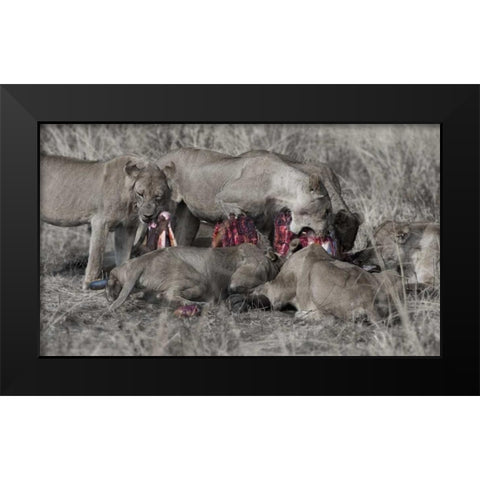 South Luangwa Lions Black Modern Wood Framed Art Print by Bennion, Scott