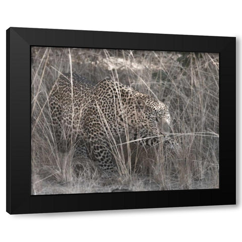 Stalking Leopard Black Modern Wood Framed Art Print by Bennion, Scott