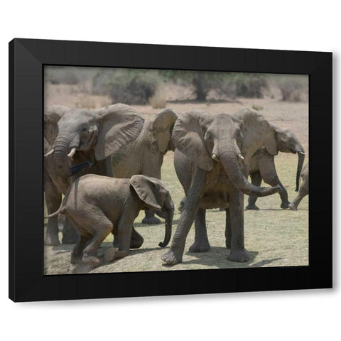 Too Close Black Modern Wood Framed Art Print by Bennion, Scott