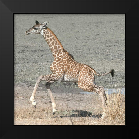 Trying My New Legs Black Modern Wood Framed Art Print by Bennion, Scott