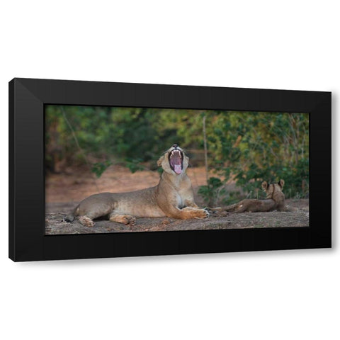 Yawning Lion - Zimbabwe Black Modern Wood Framed Art Print by Bennion, Scott