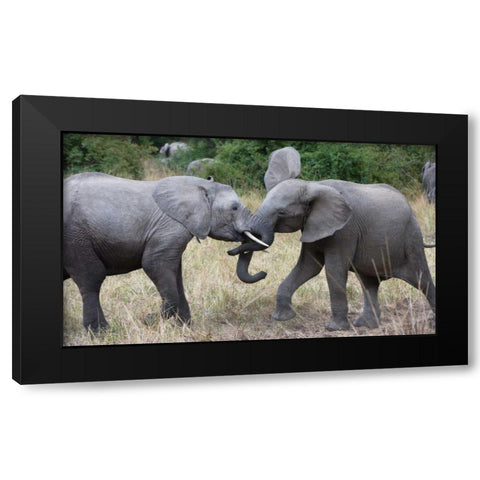 Young Wrestlers Black Modern Wood Framed Art Print with Double Matting by Bennion, Scott