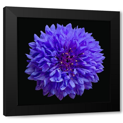 Cornflower Black Modern Wood Framed Art Print with Double Matting by Reynolds, Richard