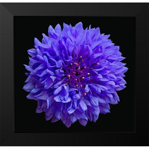 Cornflower Black Modern Wood Framed Art Print by Reynolds, Richard