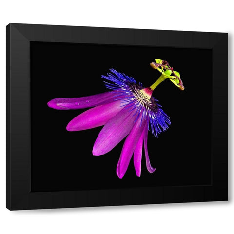 Amethyst Passionflower Black Modern Wood Framed Art Print with Double Matting by Reynolds, Richard