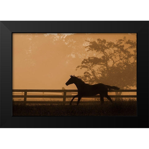 Headin For the Sun Black Modern Wood Framed Art Print by Dawson, Robert