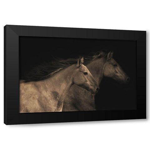 Young Mustangs Black Modern Wood Framed Art Print with Double Matting by Dawson, Robert