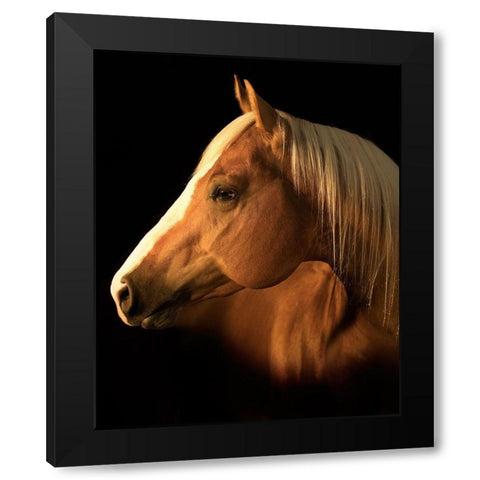 Yellow Jersey Black Modern Wood Framed Art Print with Double Matting by Dawson, Robert