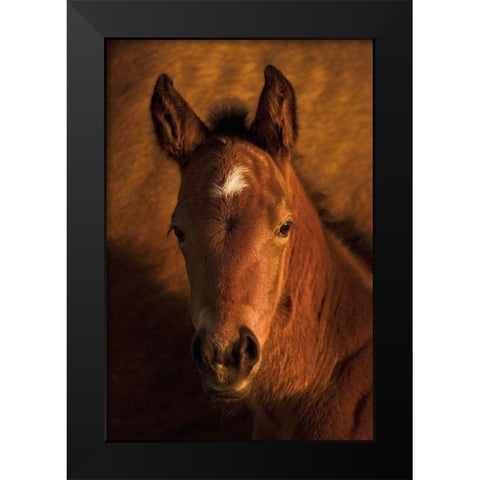 Whats Up Black Modern Wood Framed Art Print by Dawson, Robert