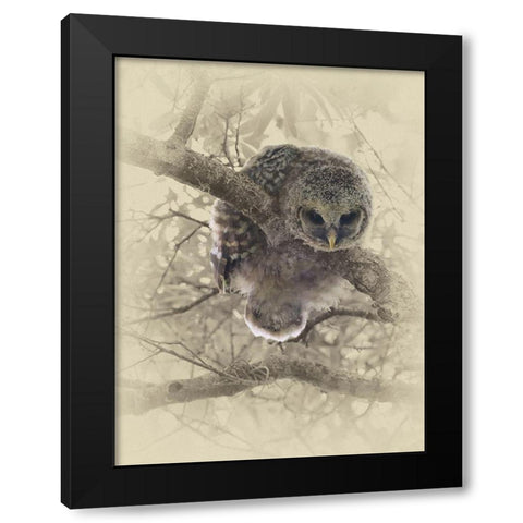 Barred Owlet Black Modern Wood Framed Art Print with Double Matting by Brown, Jim