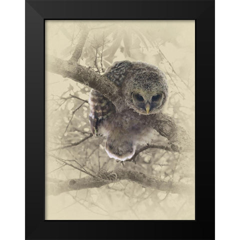 Barred Owlet Black Modern Wood Framed Art Print by Brown, Jim