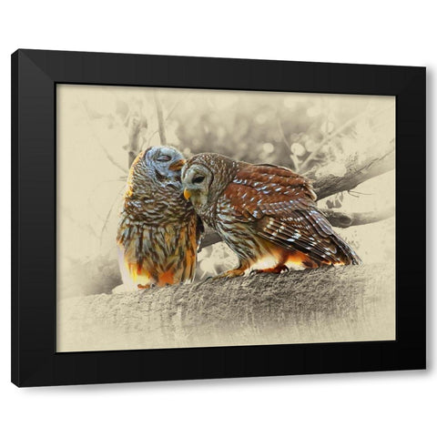 Barred Owls Black Modern Wood Framed Art Print with Double Matting by Brown, Jim