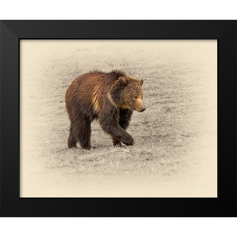 Grizzly 2 Black Modern Wood Framed Art Print by Brown, Jim