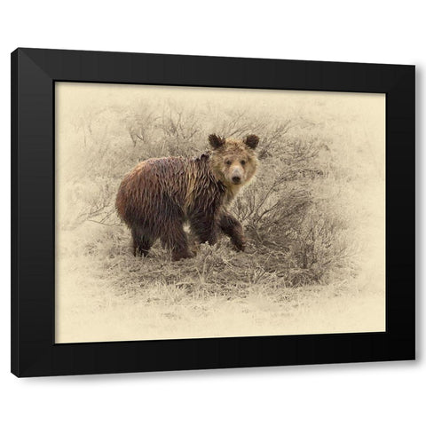 Grizzly Cub 2 Black Modern Wood Framed Art Print with Double Matting by Brown, Jim
