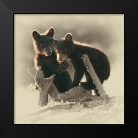 Morning Playtime Black Modern Wood Framed Art Print by Brown, Jim