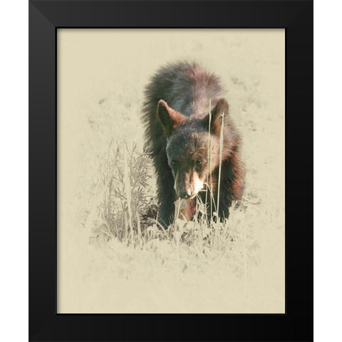 Young Black Bear Black Modern Wood Framed Art Print by Brown, Jim