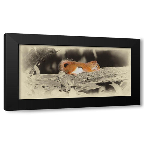 Sleeping Squirrel Black Modern Wood Framed Art Print with Double Matting by Brown, Jim