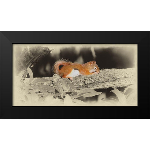 Sleeping Squirrel Black Modern Wood Framed Art Print by Brown, Jim