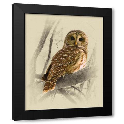 Barred Owl 3 Black Modern Wood Framed Art Print with Double Matting by Brown, Jim