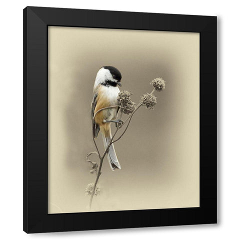 Black Capped Chickadee 1 Black Modern Wood Framed Art Print with Double Matting by Brown, Jim