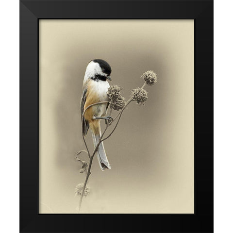 Black Capped Chickadee 1 Black Modern Wood Framed Art Print by Brown, Jim