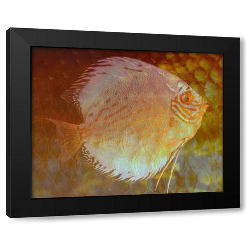 Discus I Black Modern Wood Framed Art Print with Double Matting by Bartola
