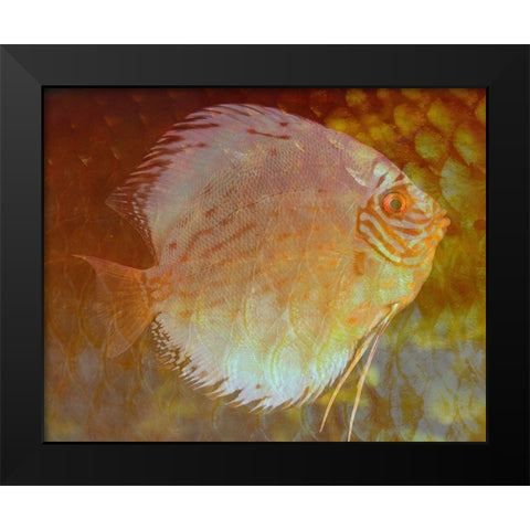 Discus I Black Modern Wood Framed Art Print by Bartola