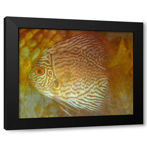 Discus II Black Modern Wood Framed Art Print with Double Matting by Bartola