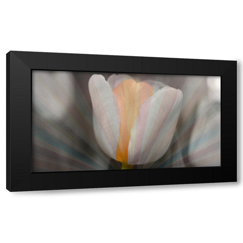 Tulip Surprise Black Modern Wood Framed Art Print with Double Matting by Bartola