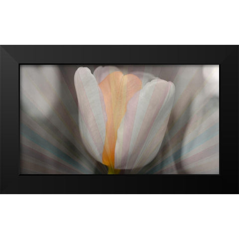 Tulip Surprise Black Modern Wood Framed Art Print by Bartola