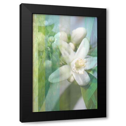 Orange Blossom Black Modern Wood Framed Art Print with Double Matting by Franklin