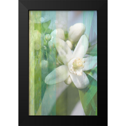 Orange Blossom Black Modern Wood Framed Art Print by Franklin