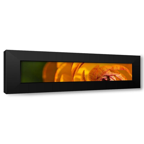 Flower Slice Orange I Black Modern Wood Framed Art Print with Double Matting by Simons