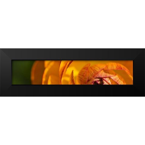 Flower Slice Orange I Black Modern Wood Framed Art Print by Simons