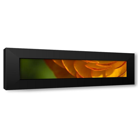 Flower Slice Orange III Black Modern Wood Framed Art Print with Double Matting by Simons