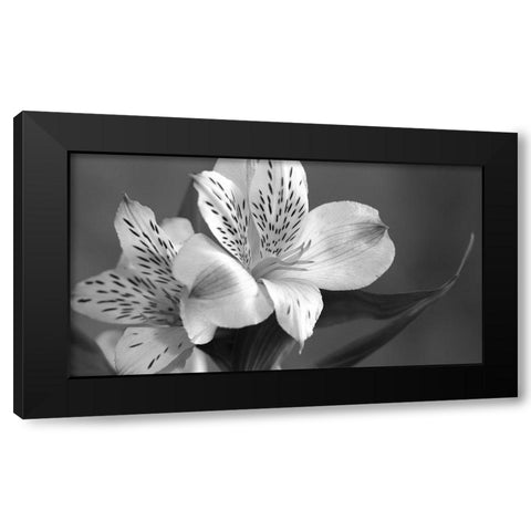 Lily in Black and White Black Modern Wood Framed Art Print with Double Matting by Simons