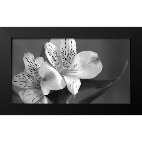 Lily in Black and White Black Modern Wood Framed Art Print by Simons