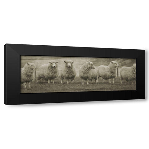 Pasture Graze Black Modern Wood Framed Art Print by Phillip, Jamie