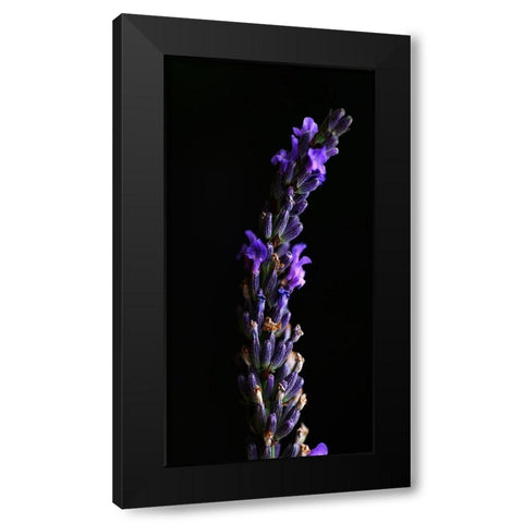 Midnight Lavender Black Modern Wood Framed Art Print with Double Matting by Phillip, Jamie