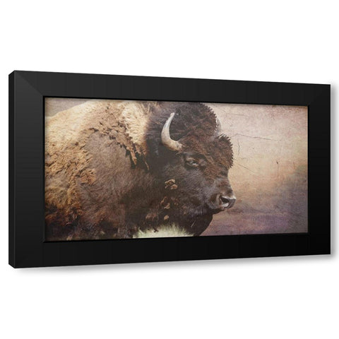 Wild Bison Black Modern Wood Framed Art Print with Double Matting by Phillip, Jamie