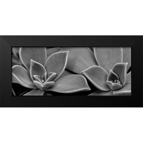Succulent 1 Black Modern Wood Framed Art Print by Phillip, Jamie